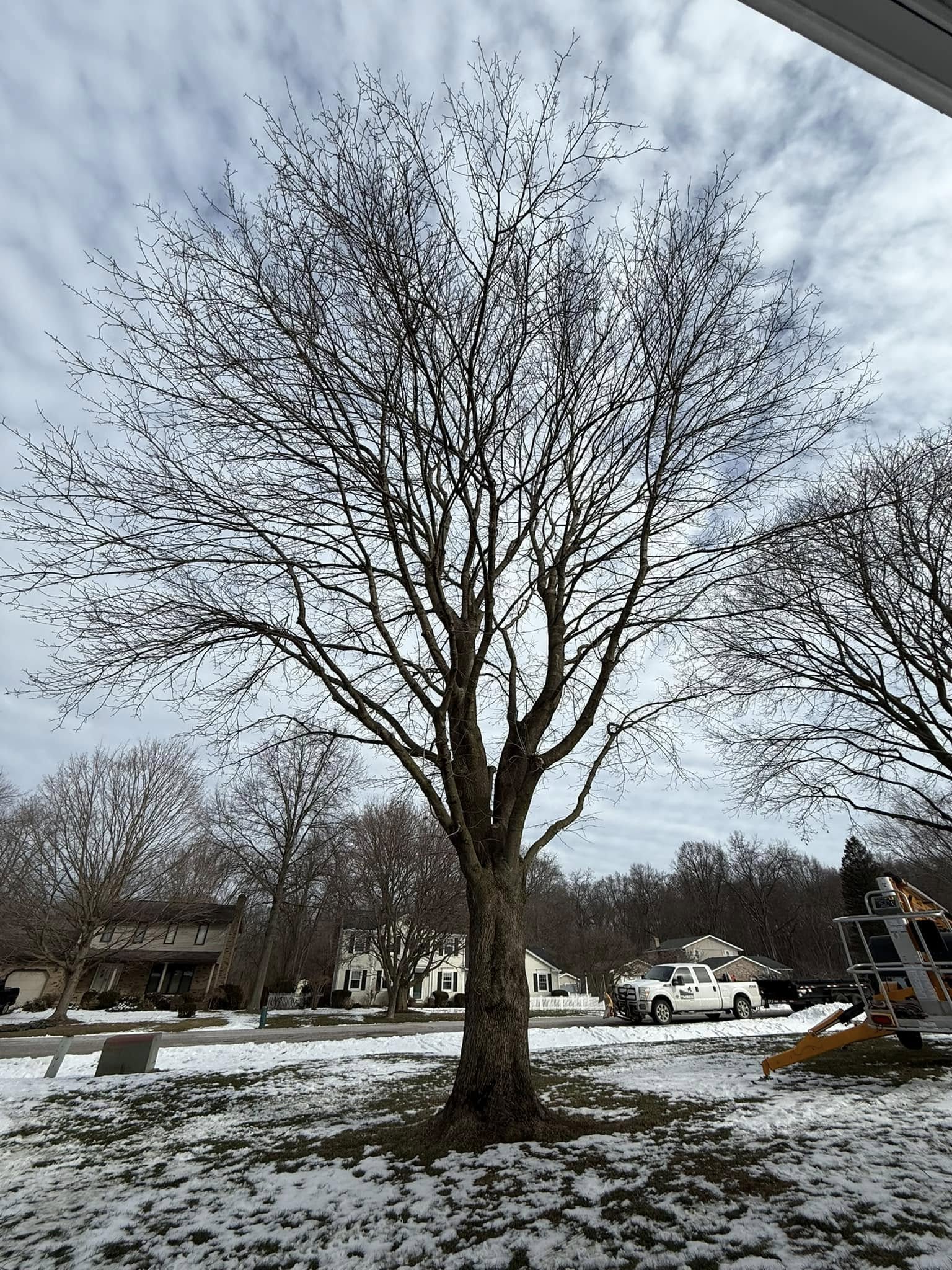 Professional tree trimming